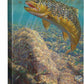 Bad Decision - Brown Trout - 18" x 13" Gallery Wrapped Canvas