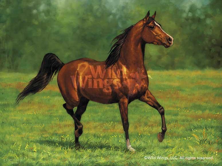bay-arabian-horse-art-print-by-chris-cummings-1195740081d_86a1be0a-fcc5-4a7f-97da-d7b6128e8d0a.jpg