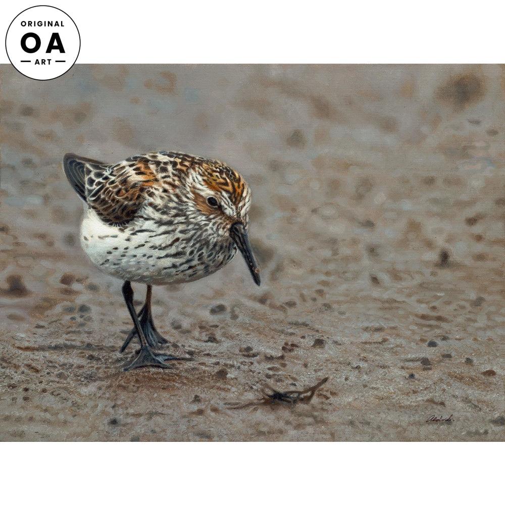 Beachcomber—Sandpiper - 12" x 16" Original Oil Painting