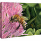 Bee Happy—Honeybee - 11" x 14" Gallery Wrapped Canvas