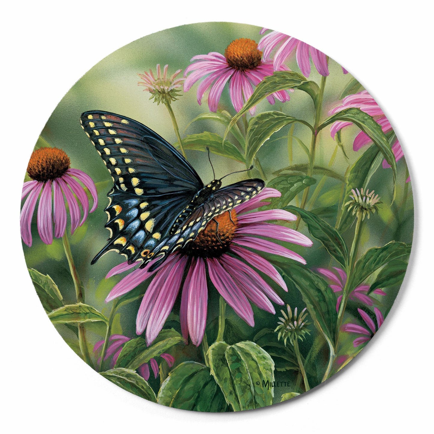 Black Swallowtail Butterfly