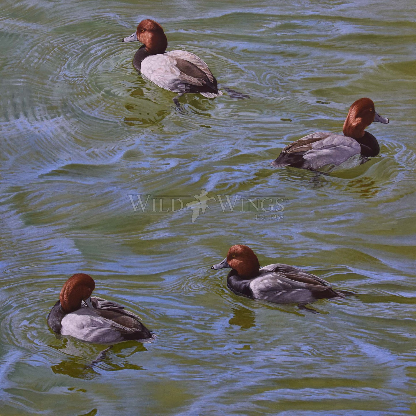 Swimming ducks