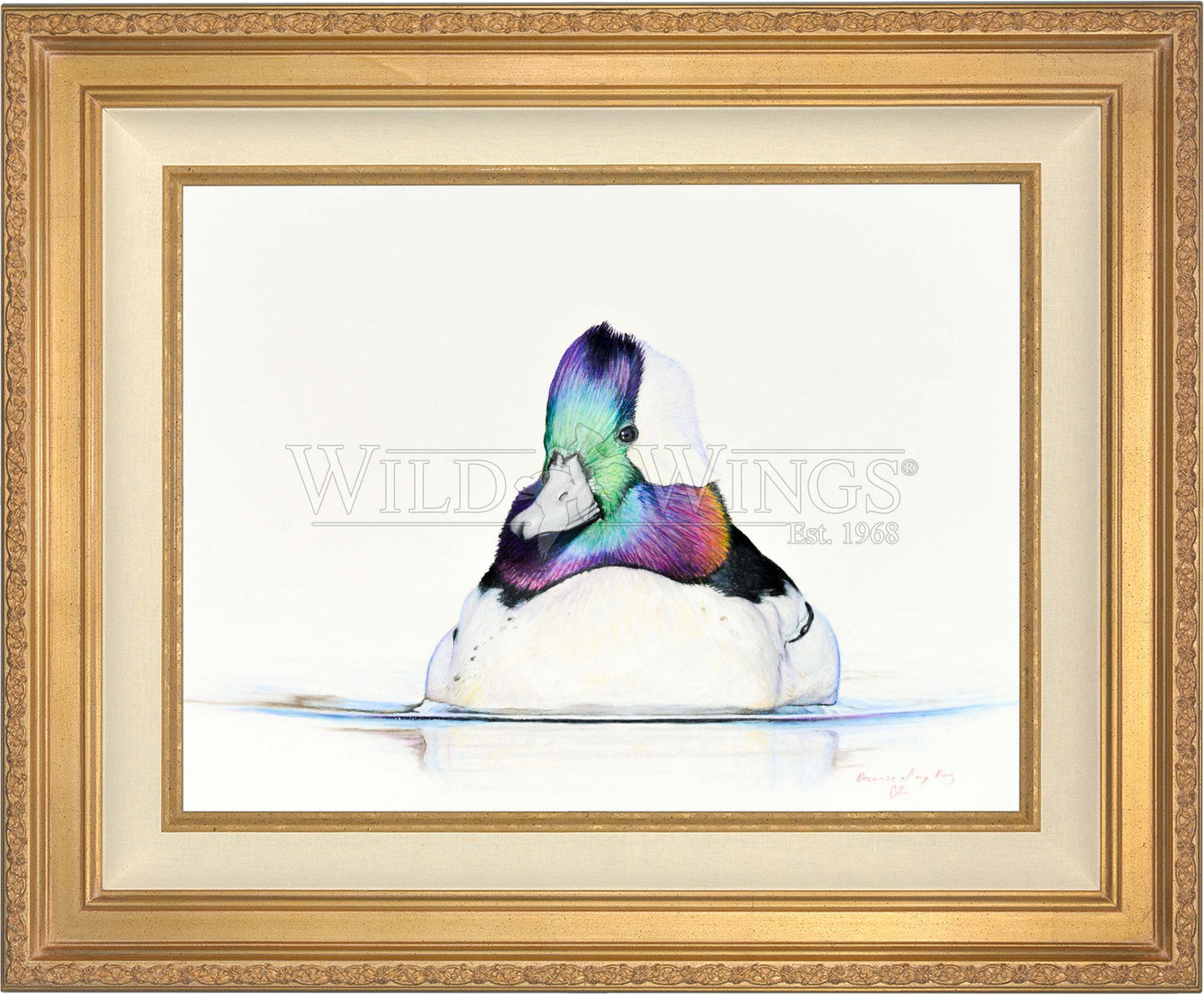 Framed bufflehead in waters