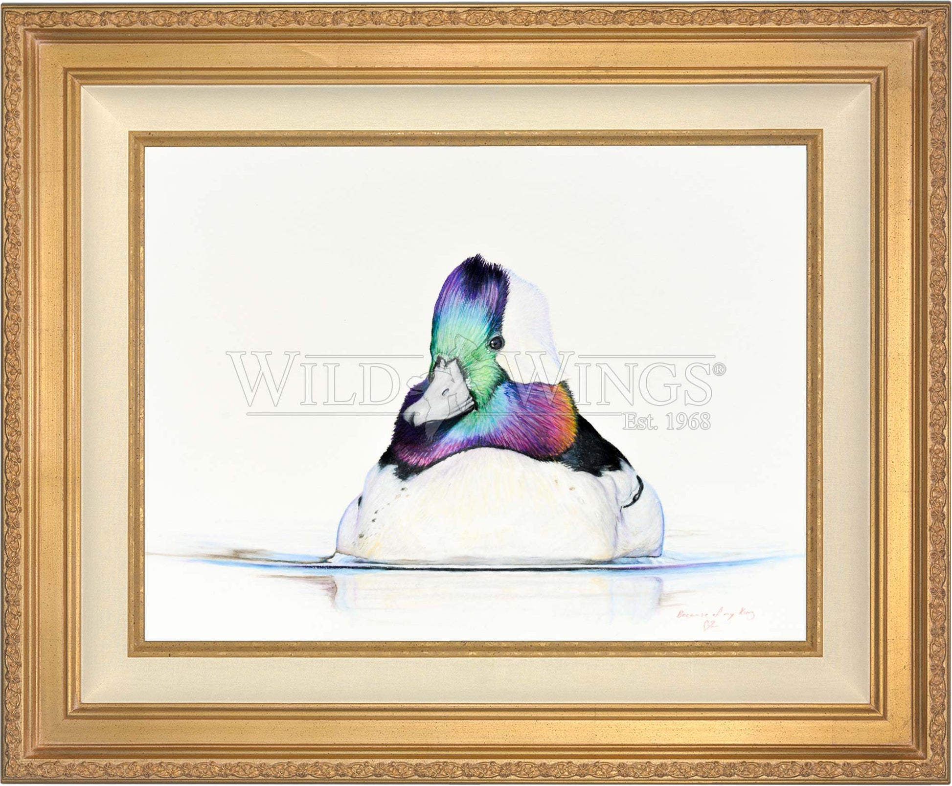 Framed bufflehead in waters