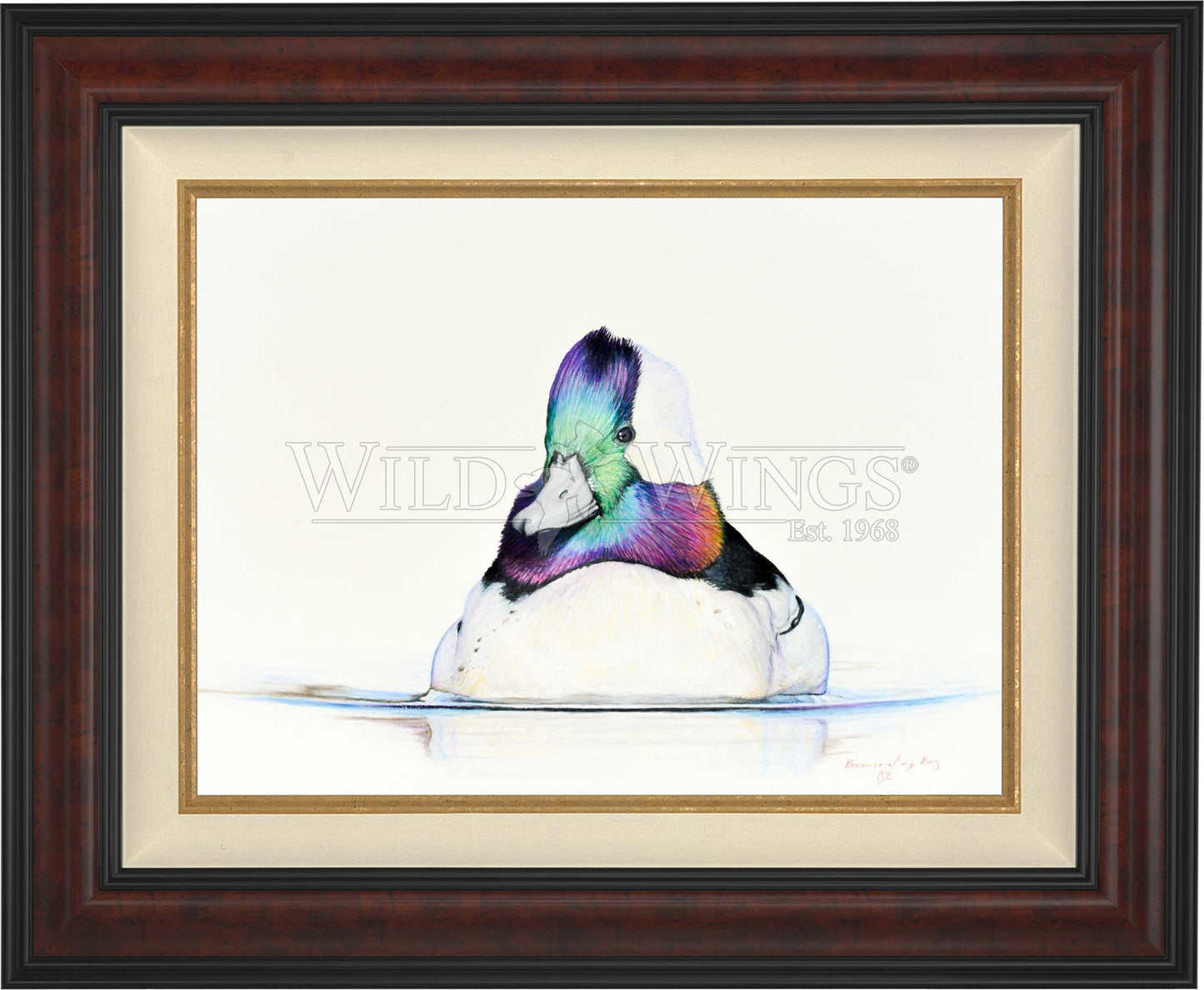 Framed bufflehead in waters