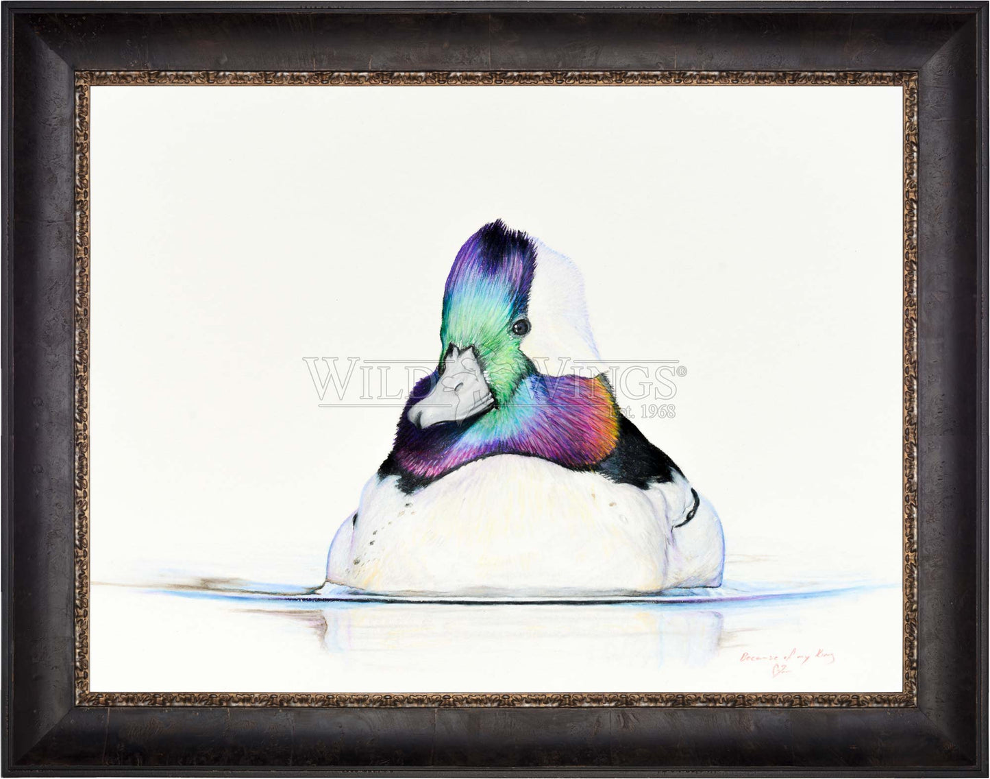 Framed bufflehead in waters