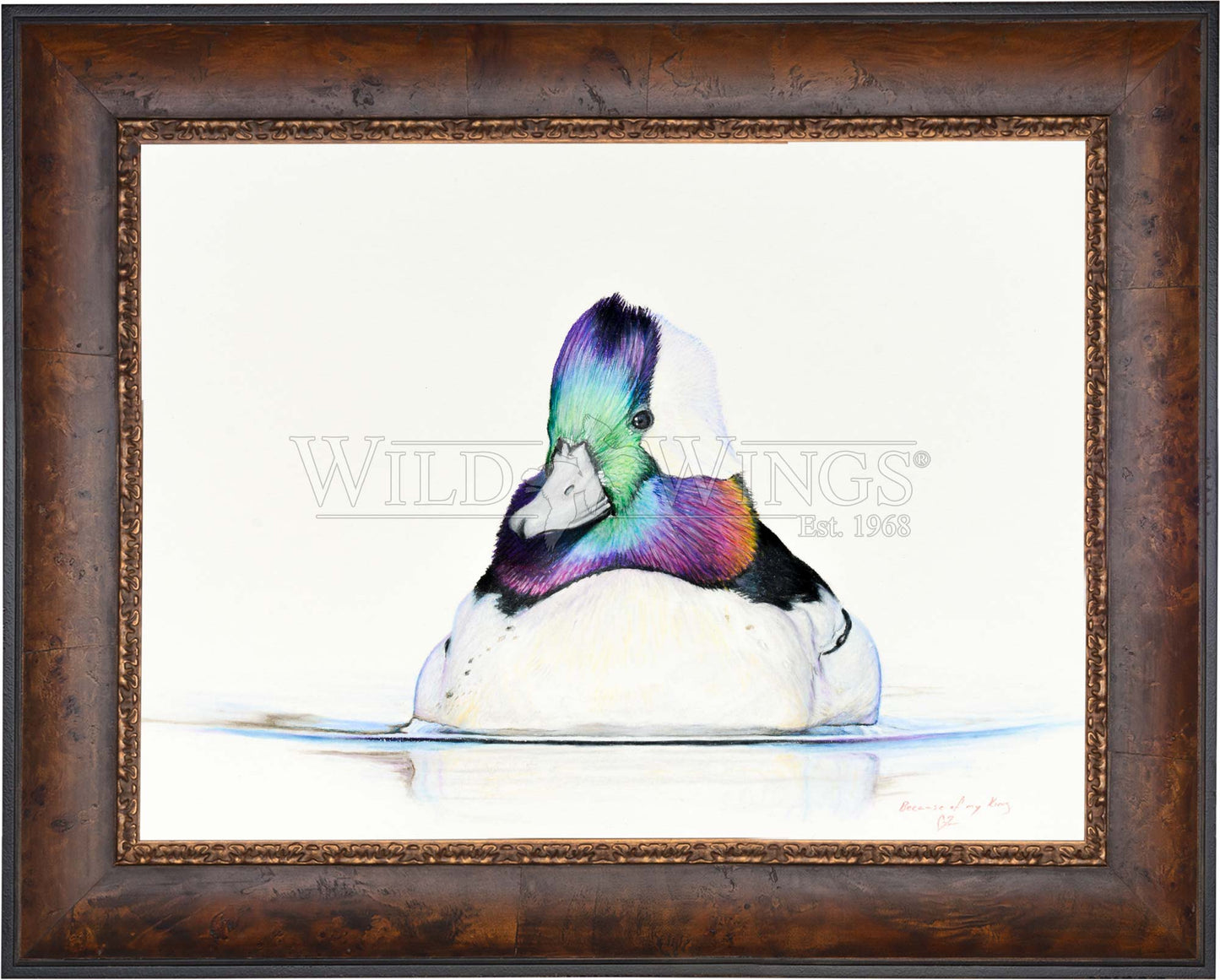 Framed bufflehead in waters