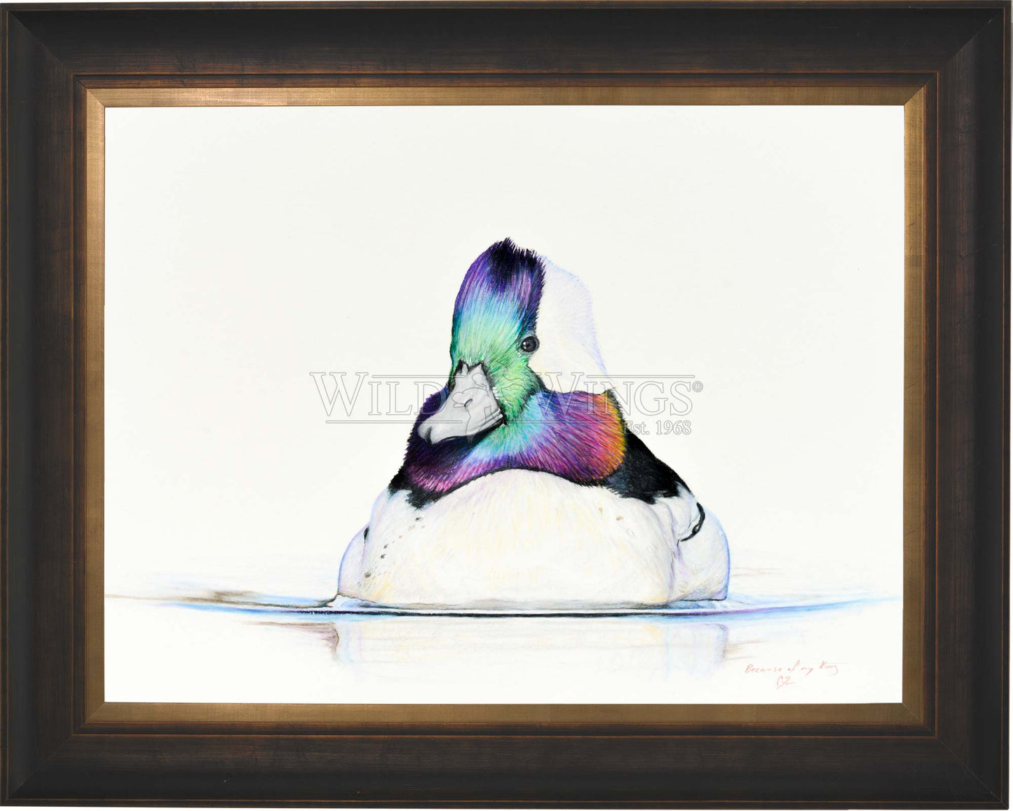 Framed bufflehead in waters