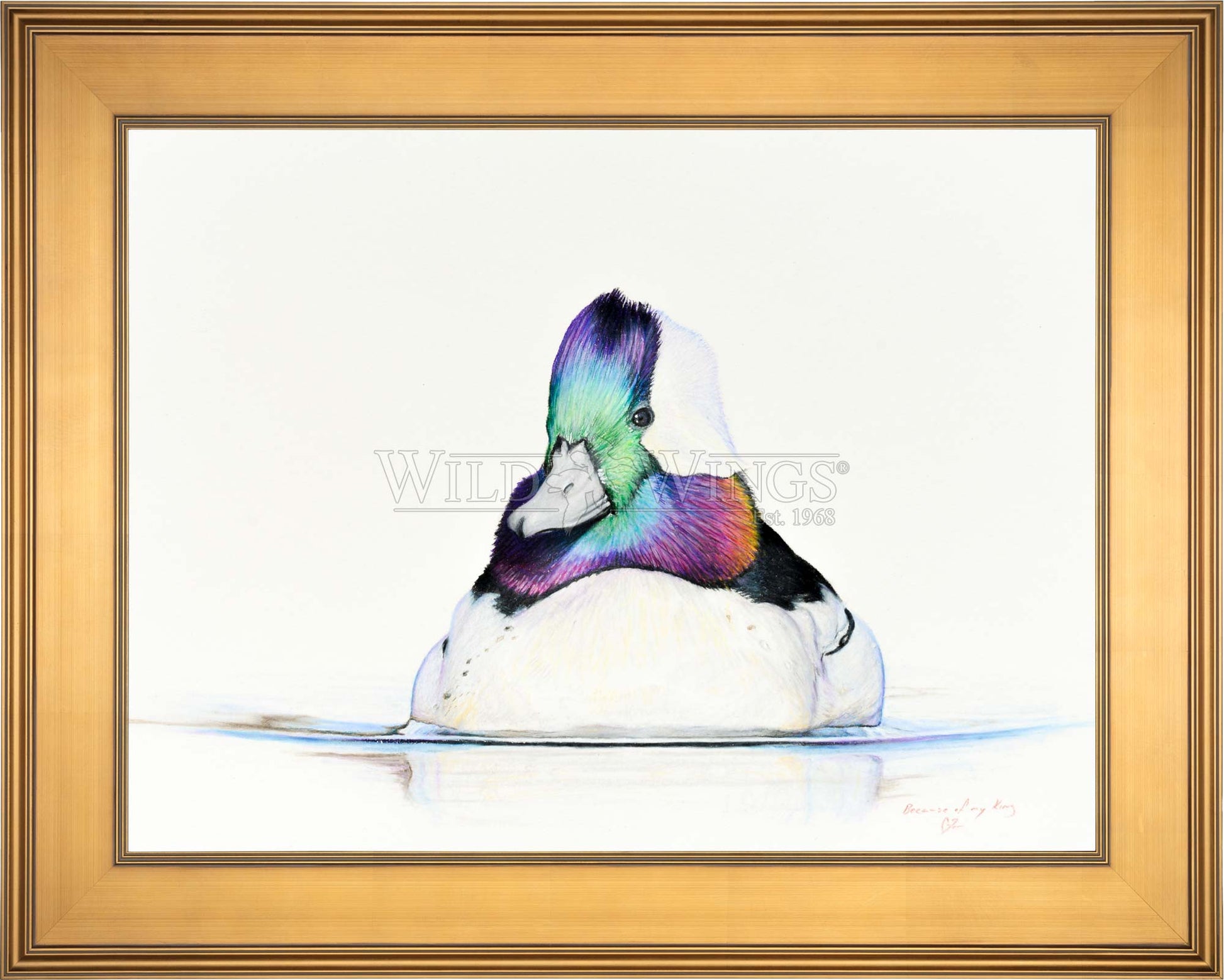 Framed bufflehead in waters