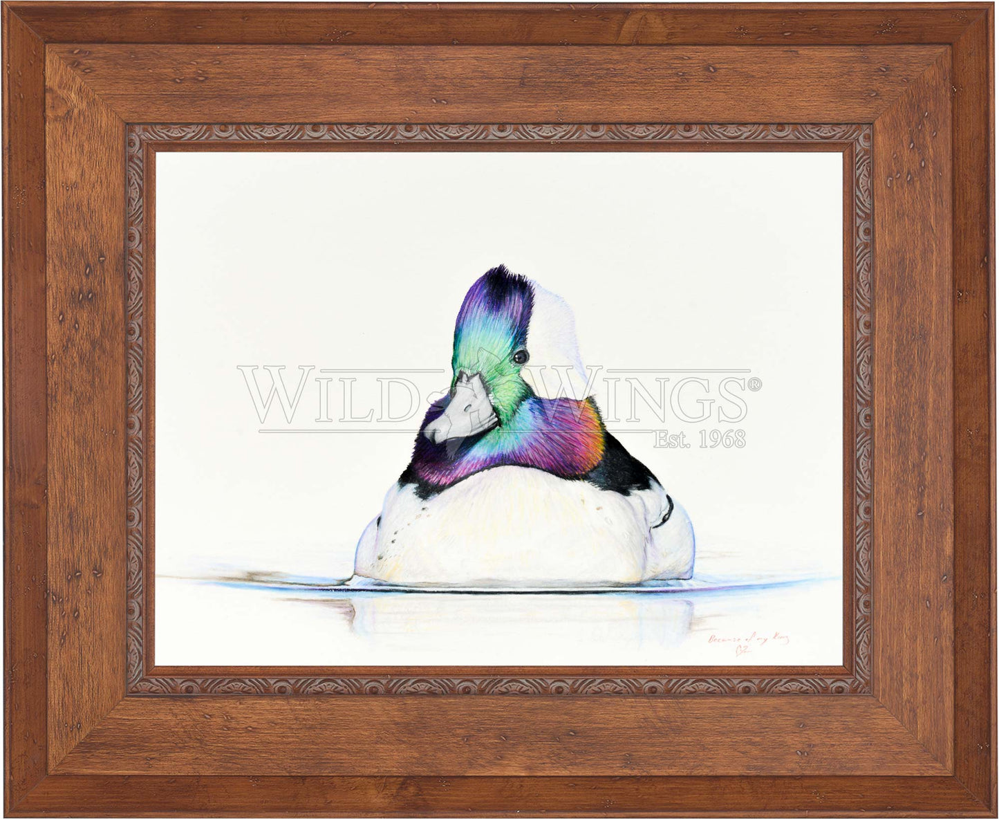 Framed bufflehead in waters