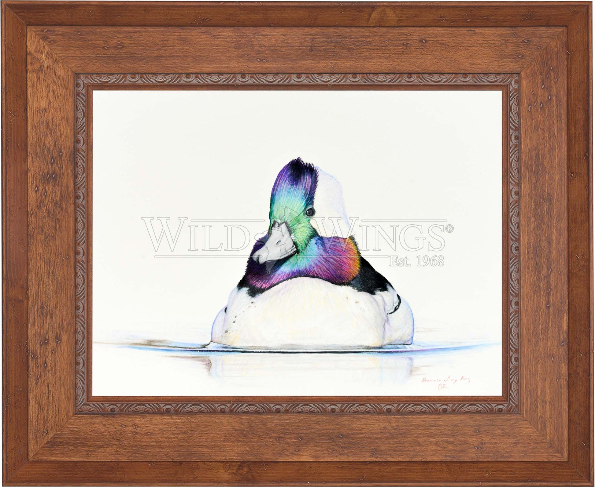Framed bufflehead in waters