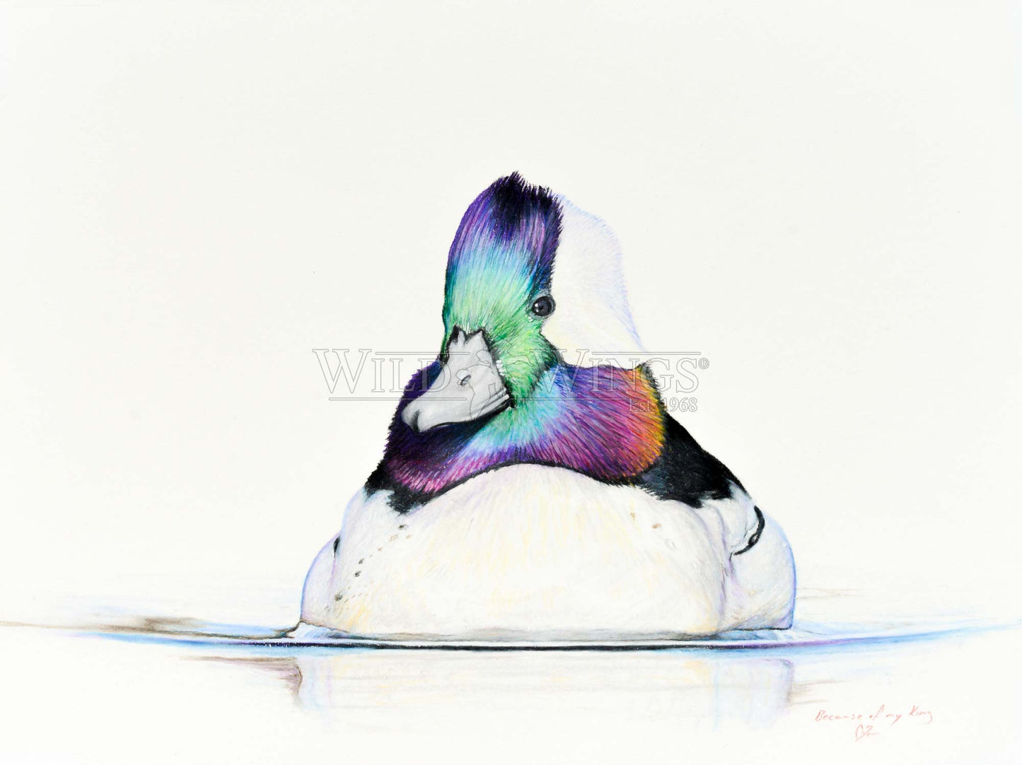 Bufflehead in waters