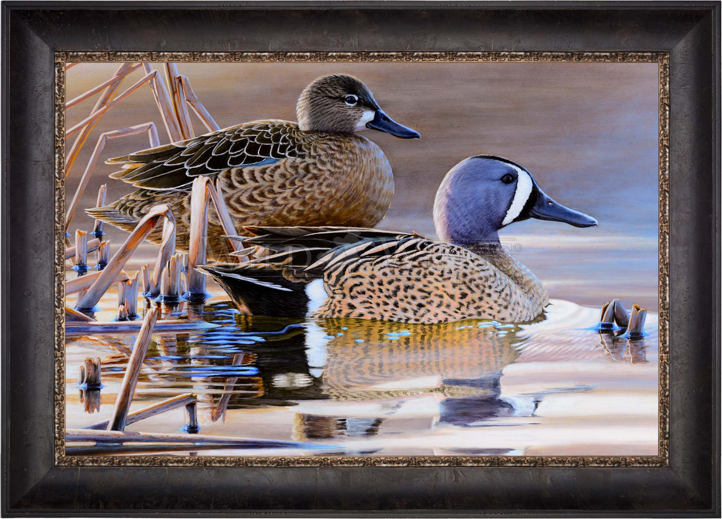 Framed imaged of two ducks in the river