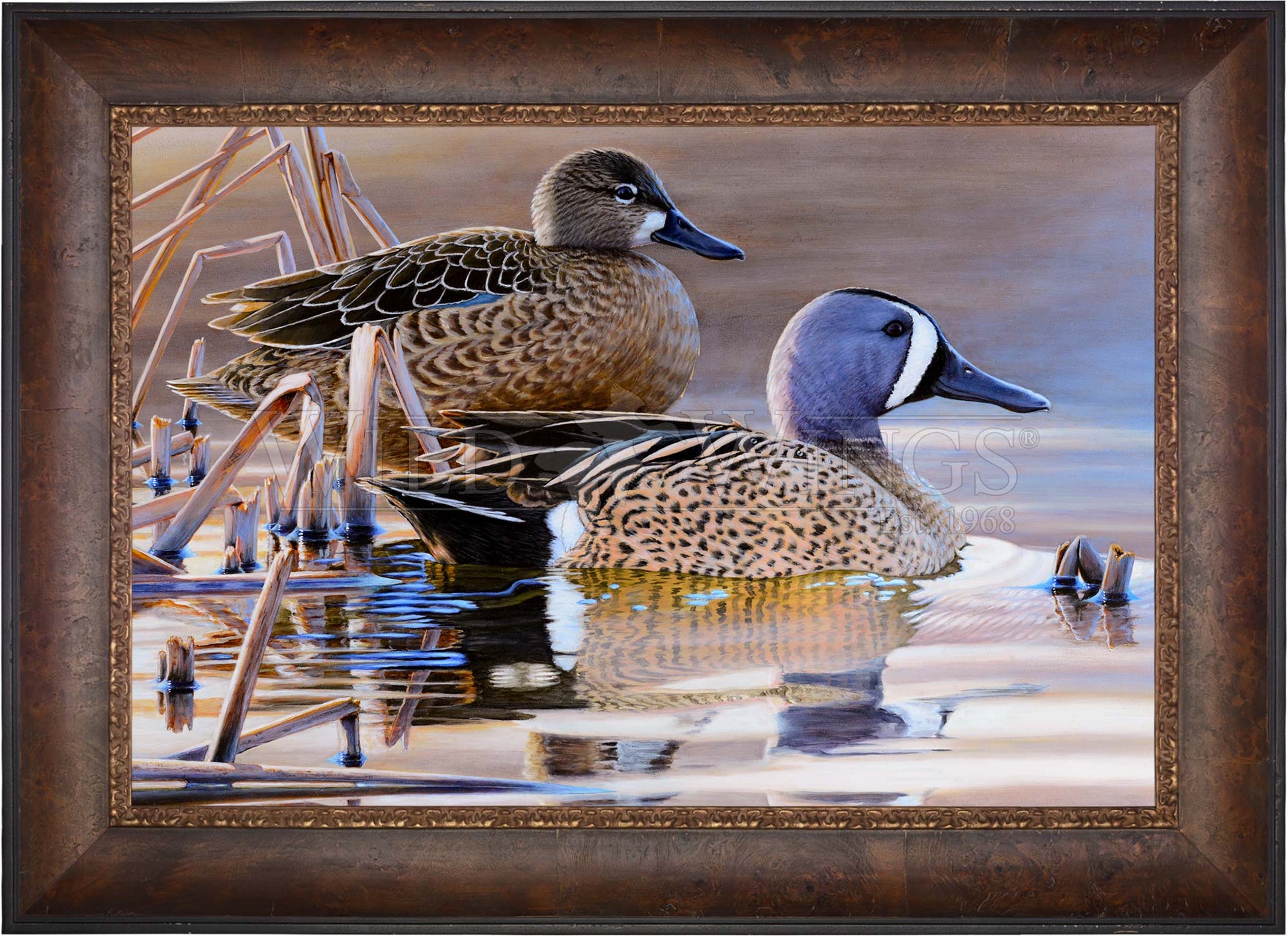 Framed imaged of two ducks in the river