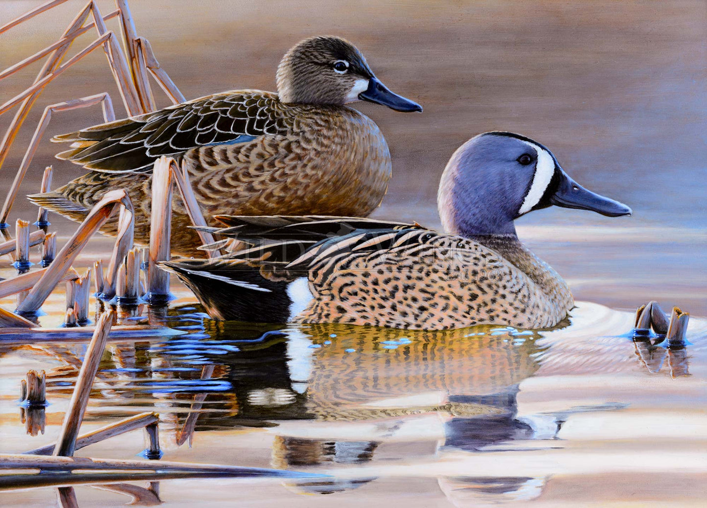 Framed imaged of two ducks in the river