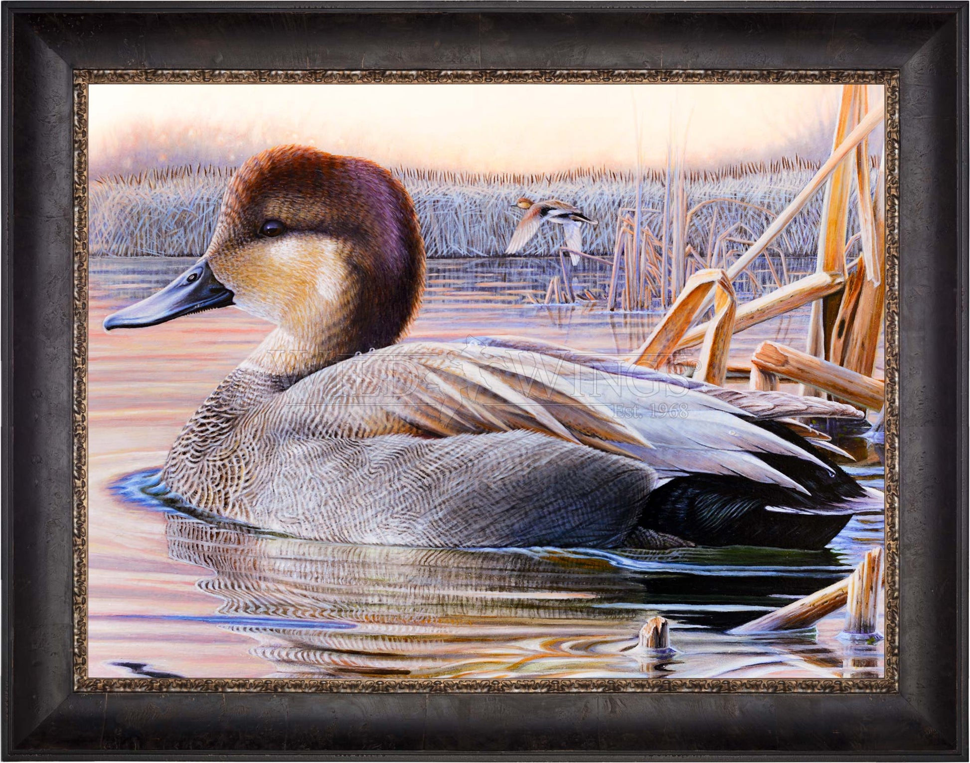 Framed image of a duck in waters