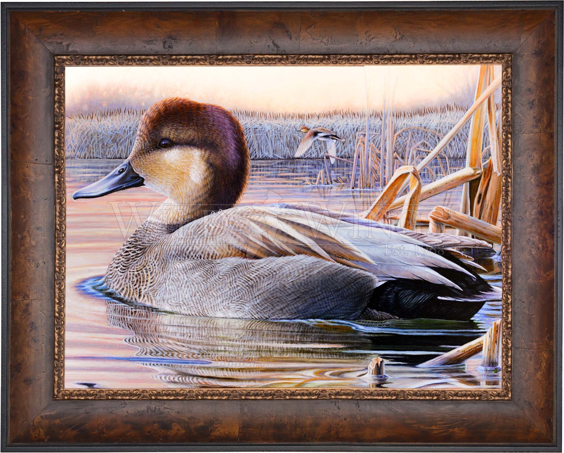 Framed image of a duck in waters