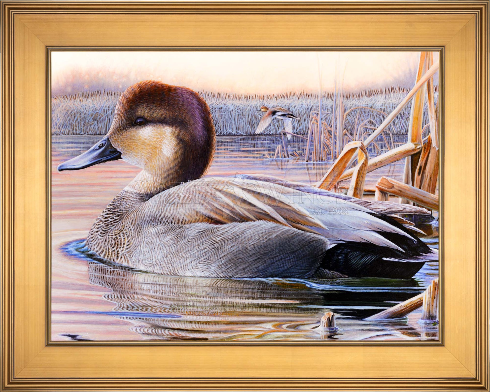 Framed image of a duck in waters