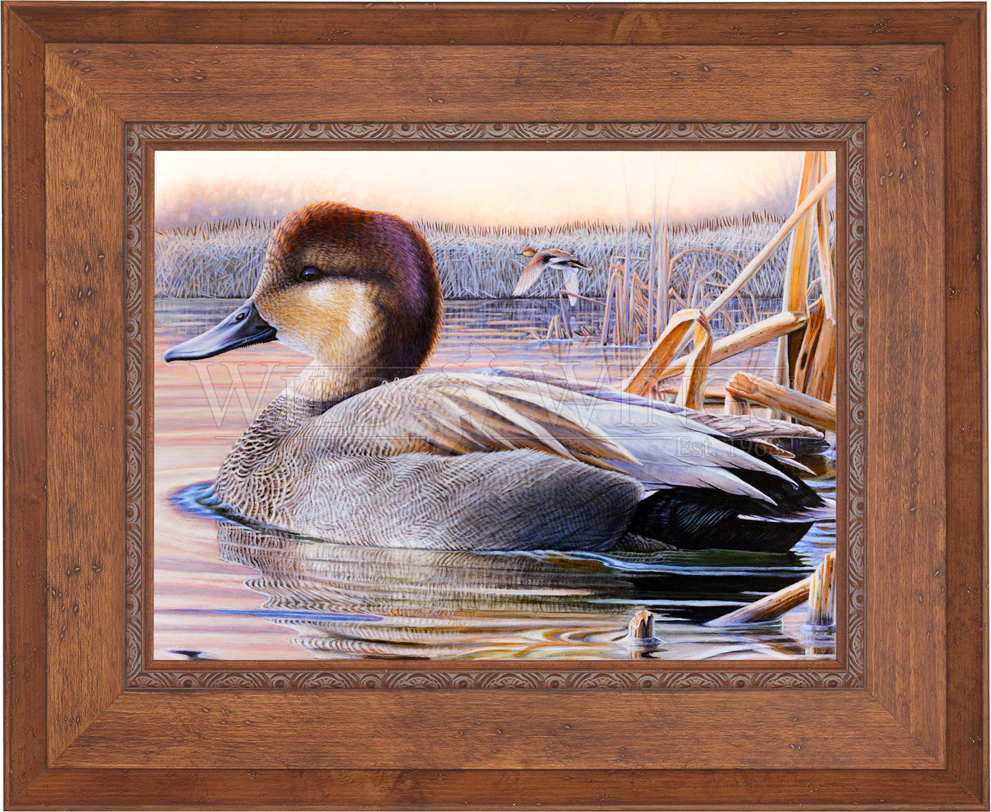Framed image of a duck in waters