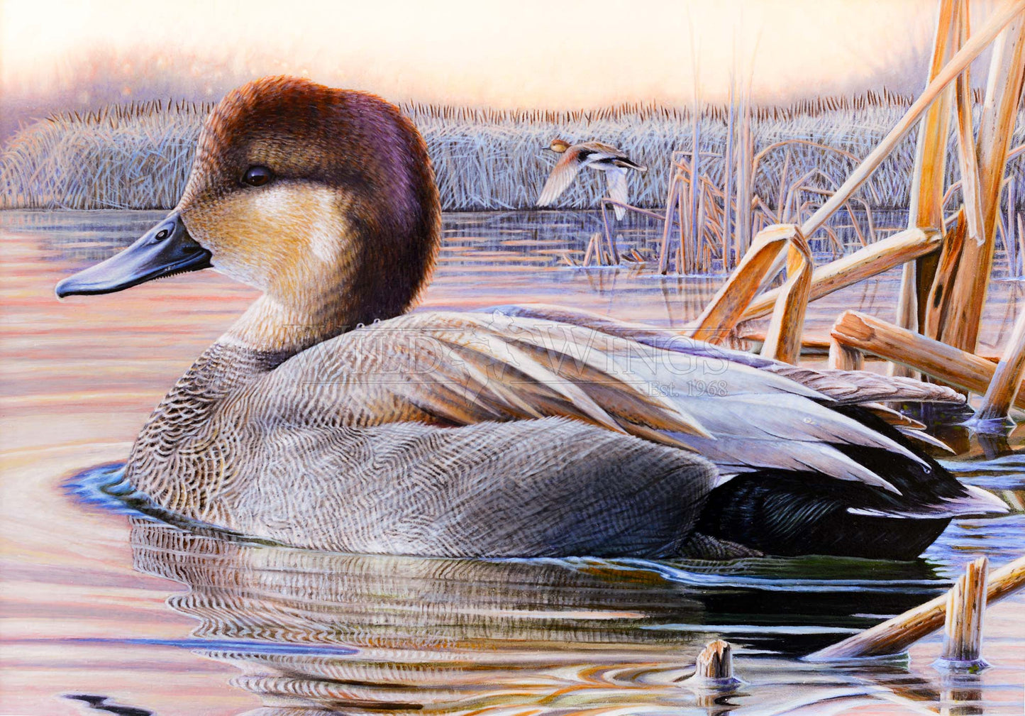 Image of a duck in waters