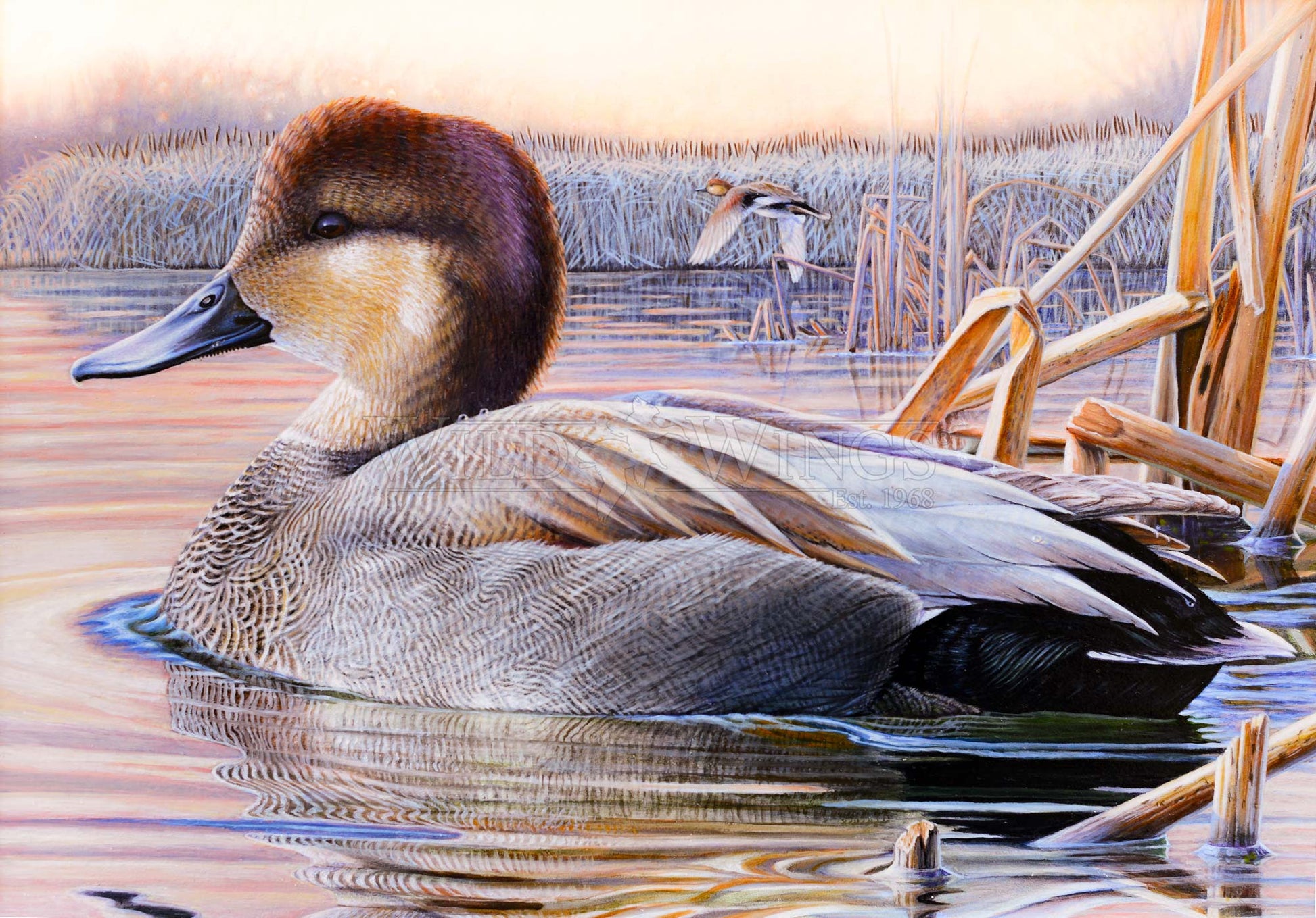 Image of a duck in waters