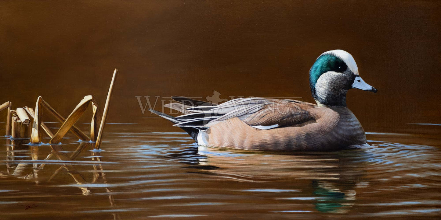 Duck in waters