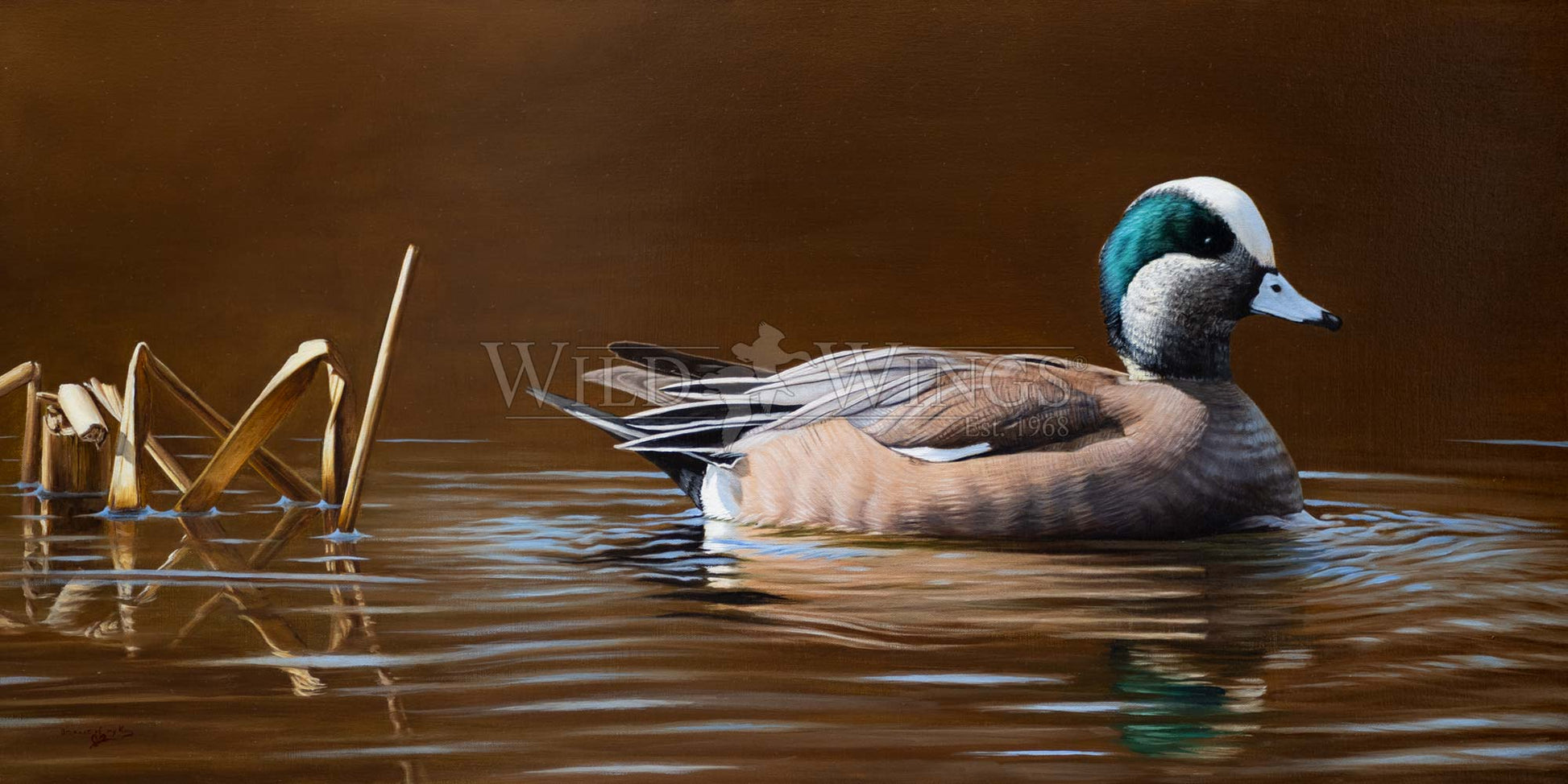 Duck in waters