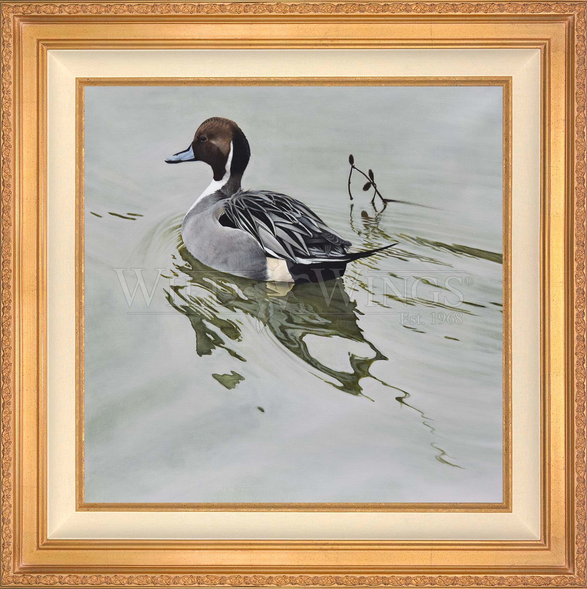 Framed duck in the river