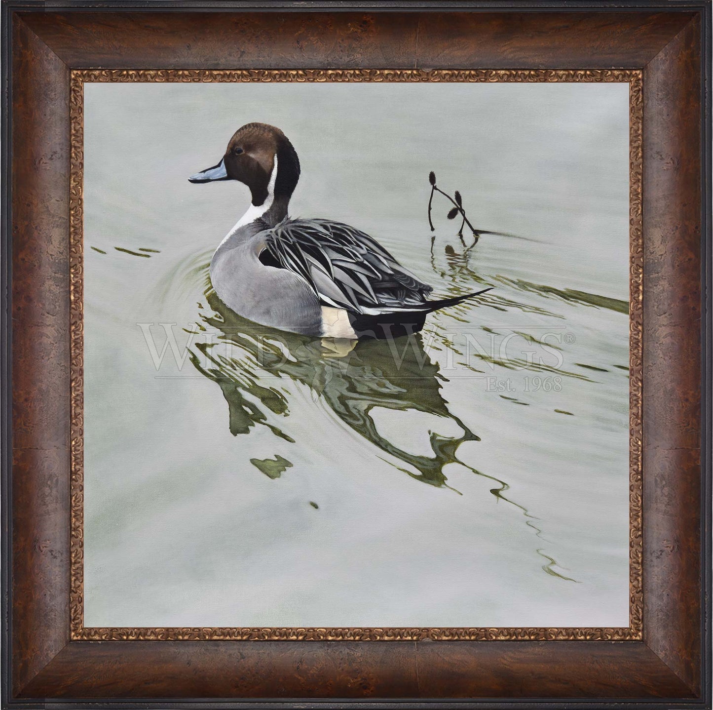 Framed duck in the river