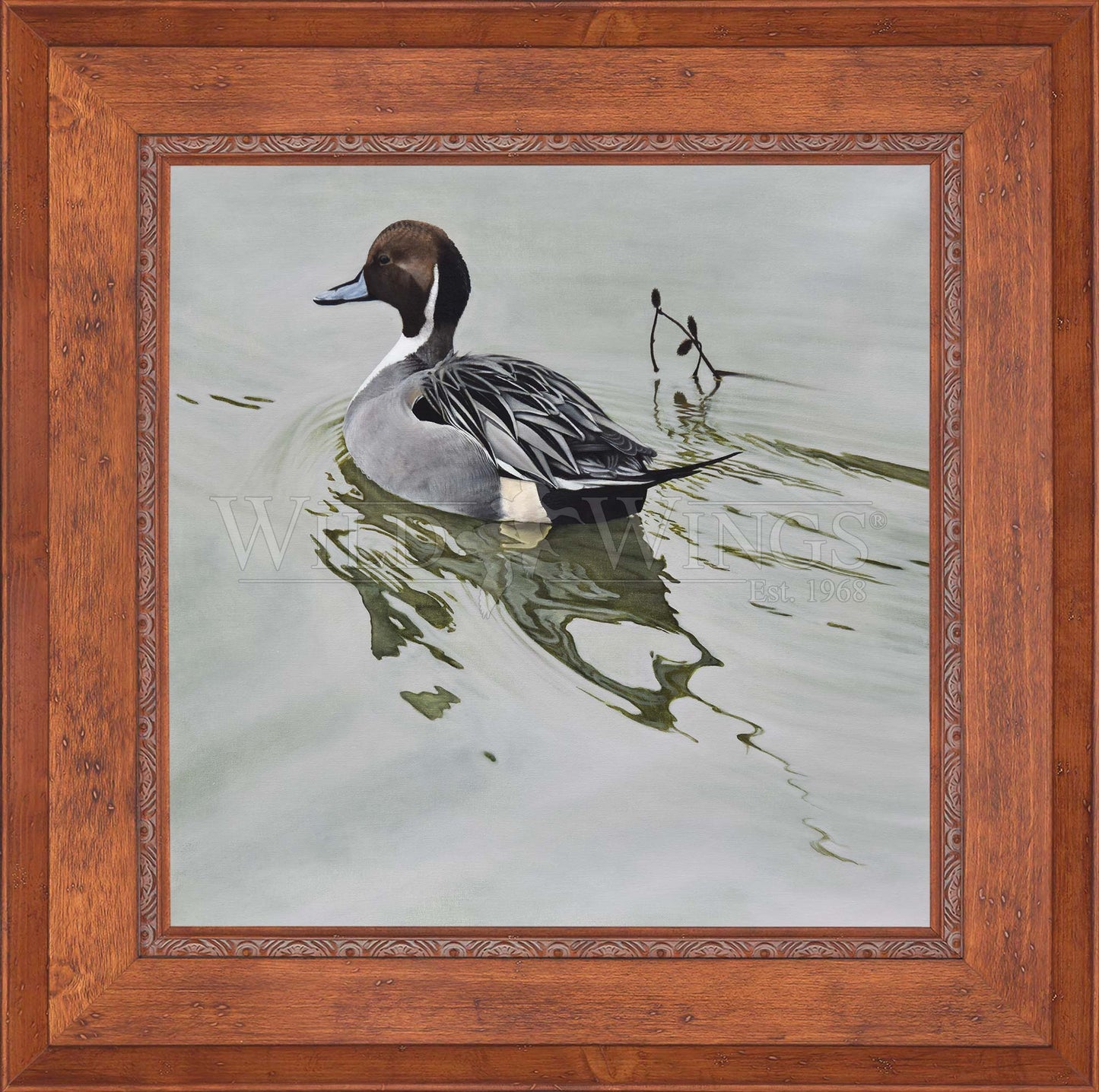 Framed duck in the river