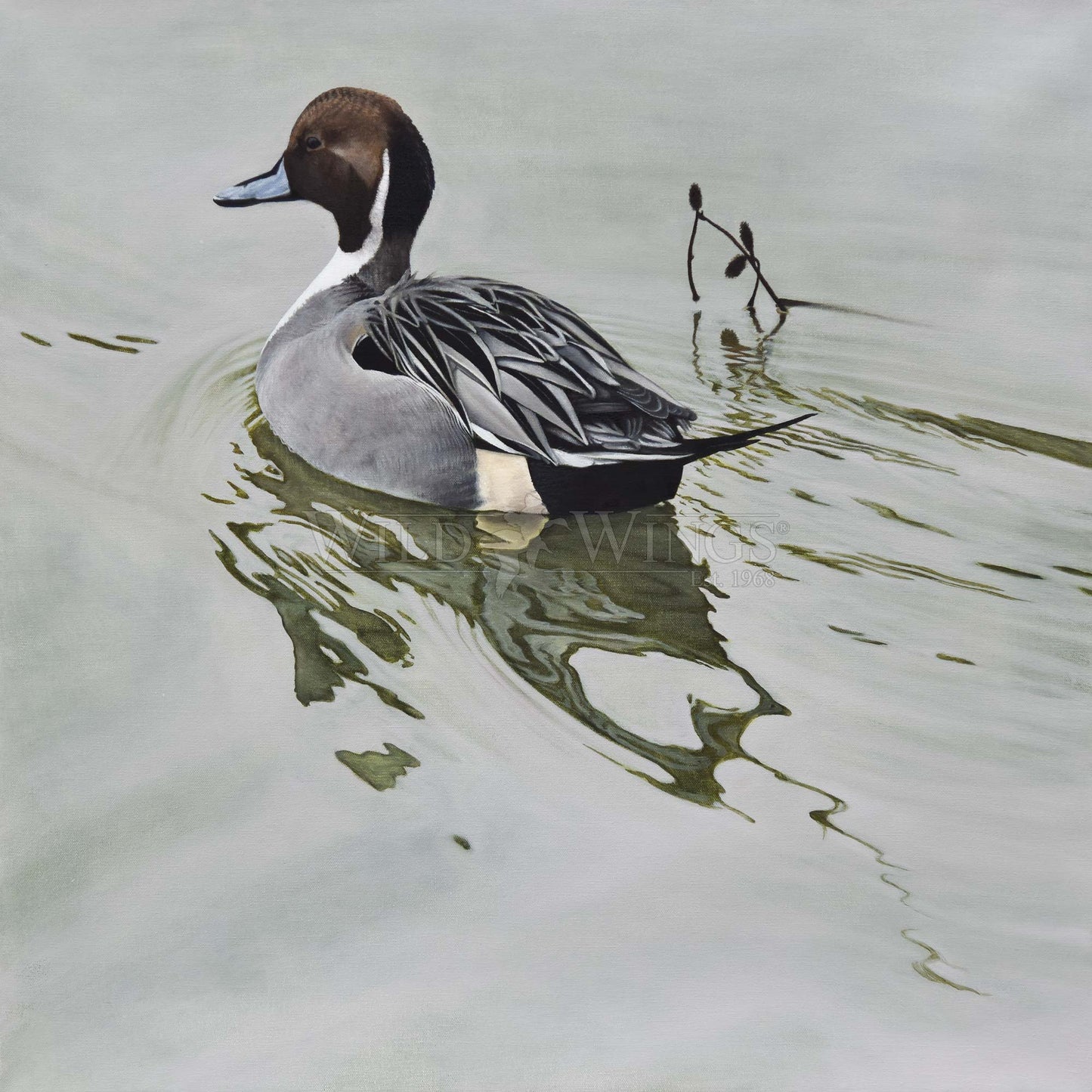 Duck in waters