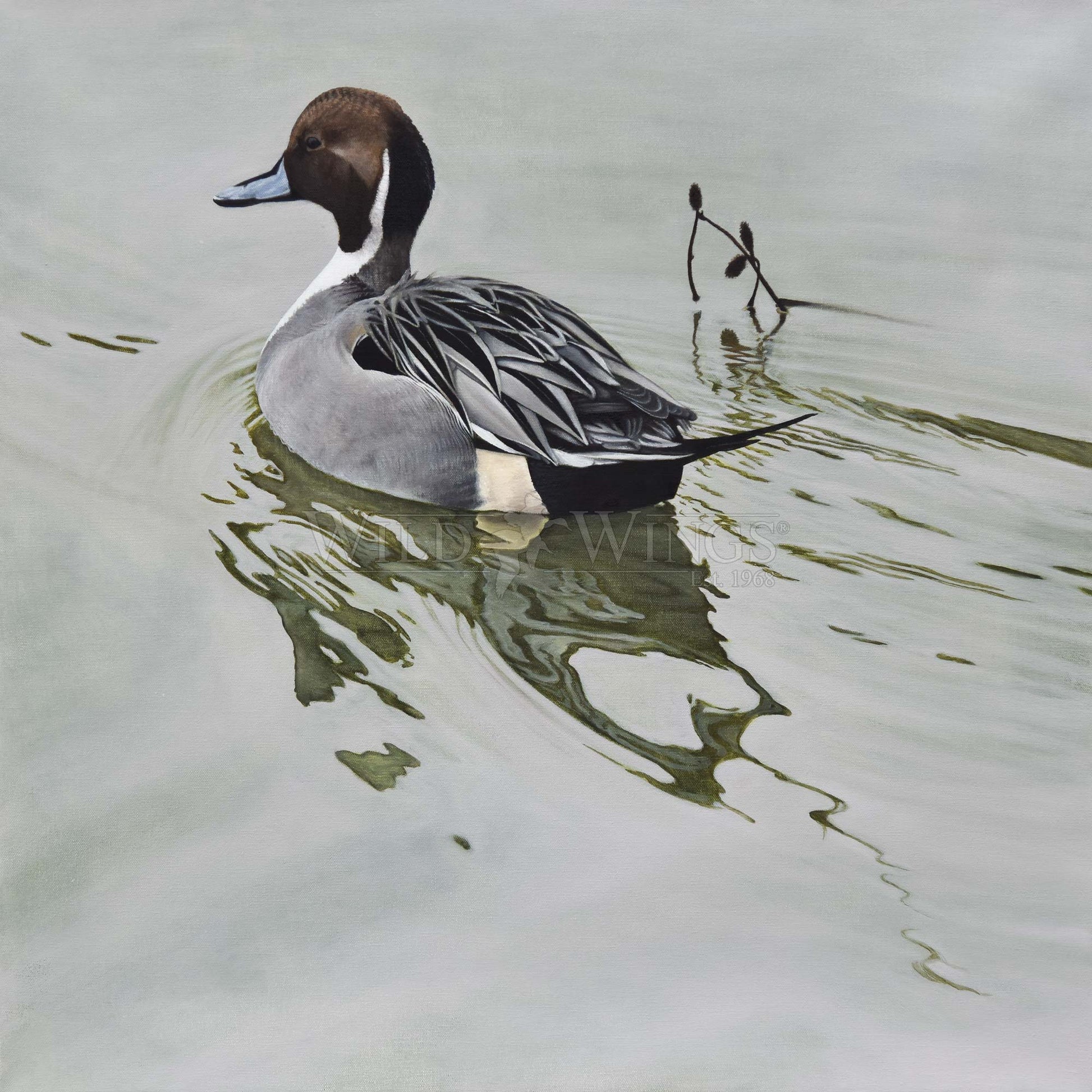 Duck in waters