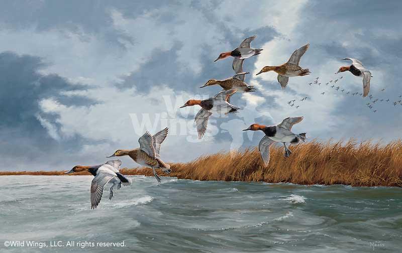 canvasback-ducks-art-print-silver-bullets-by-david-a-maass-1540707007d_58f05ec2-3915-48a4-b343-bdc35212cc68.jpg