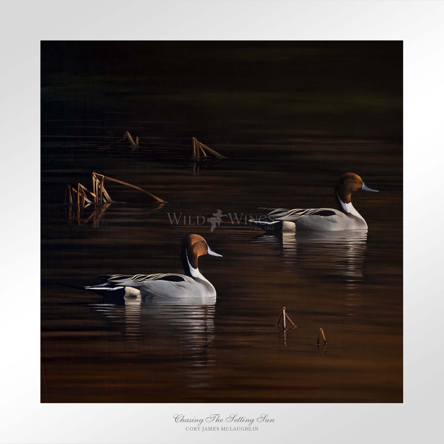 Ducks in the river