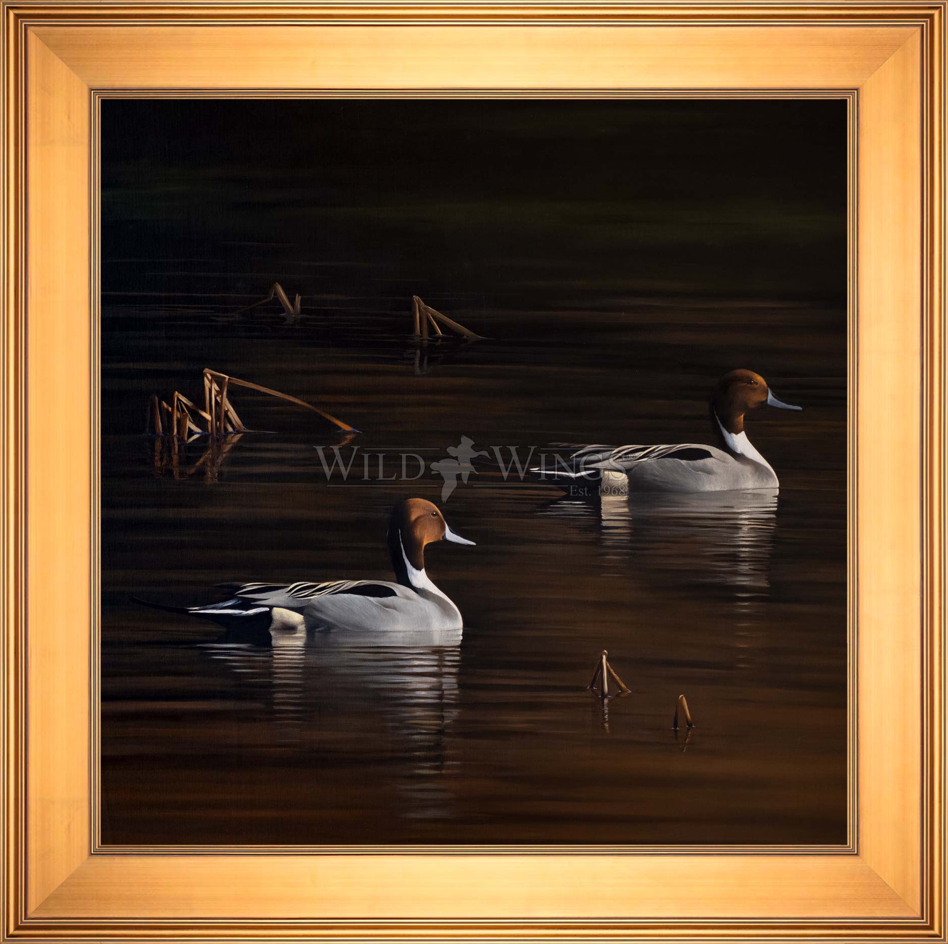 Framed ducks in the river