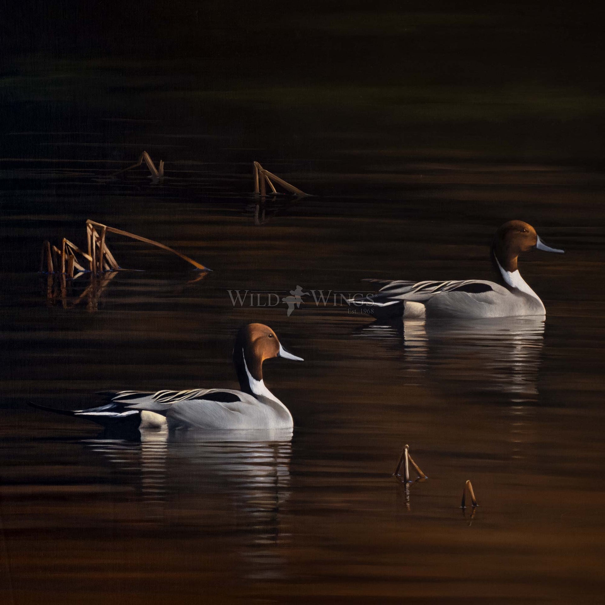 Ducks in the river