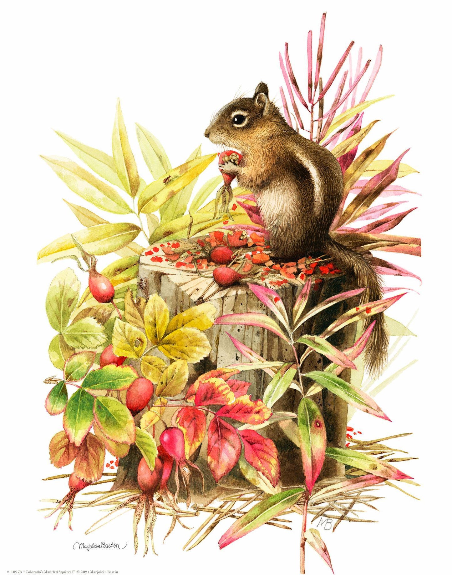colorados-mantled-squirrel14x11-apbastin-1058185074.jpg