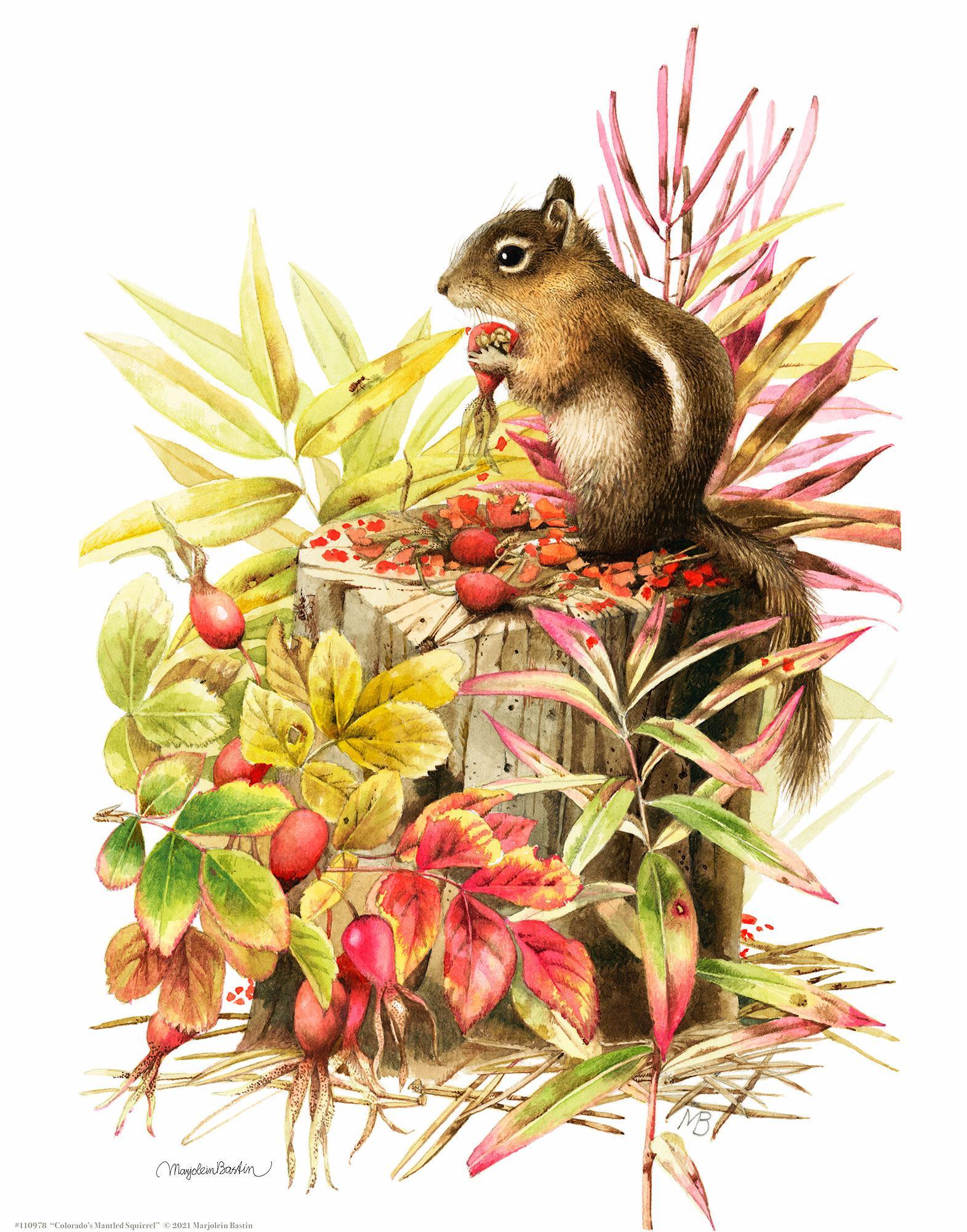 colorados-mantled-squirrel14x11-apbastin-1058185074.jpg