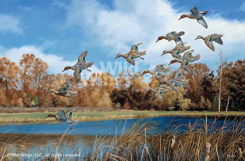 duck-art-print-swift-approach-green-winged-teals-by-david-maass-1540720004d_c1833f2c-ad0c-4468-8caf-b67d6a8ab871.jpg