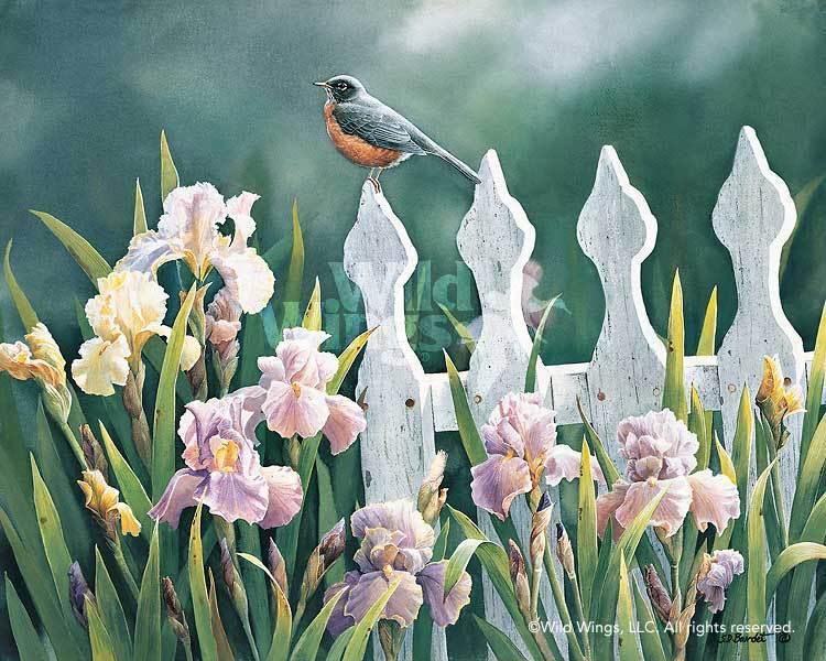 early-bird-robin-by-susan-bourdet-1085132128d_62c8c9dc-4160-4c29-96e7-5458f1479d9e.jpg