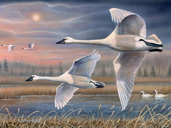 evening-flight-swanscanvasmetropulos-1569210013_f3b439e0-f73c-44b8-9839-4bcefc5e0c22.jpg