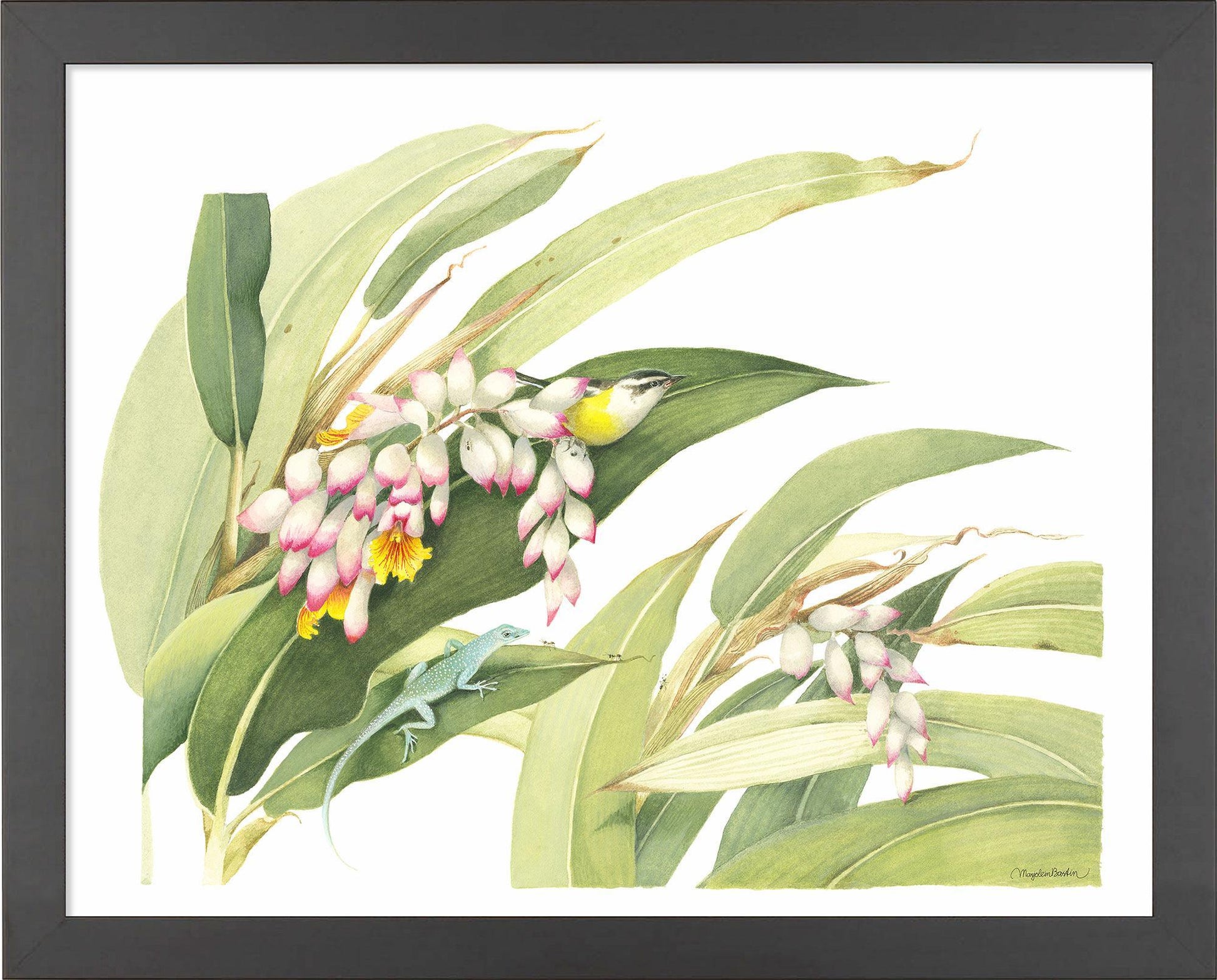 fd-flowering-ginger-plant14x11-ap-blackbas-F058225026B.jpg
