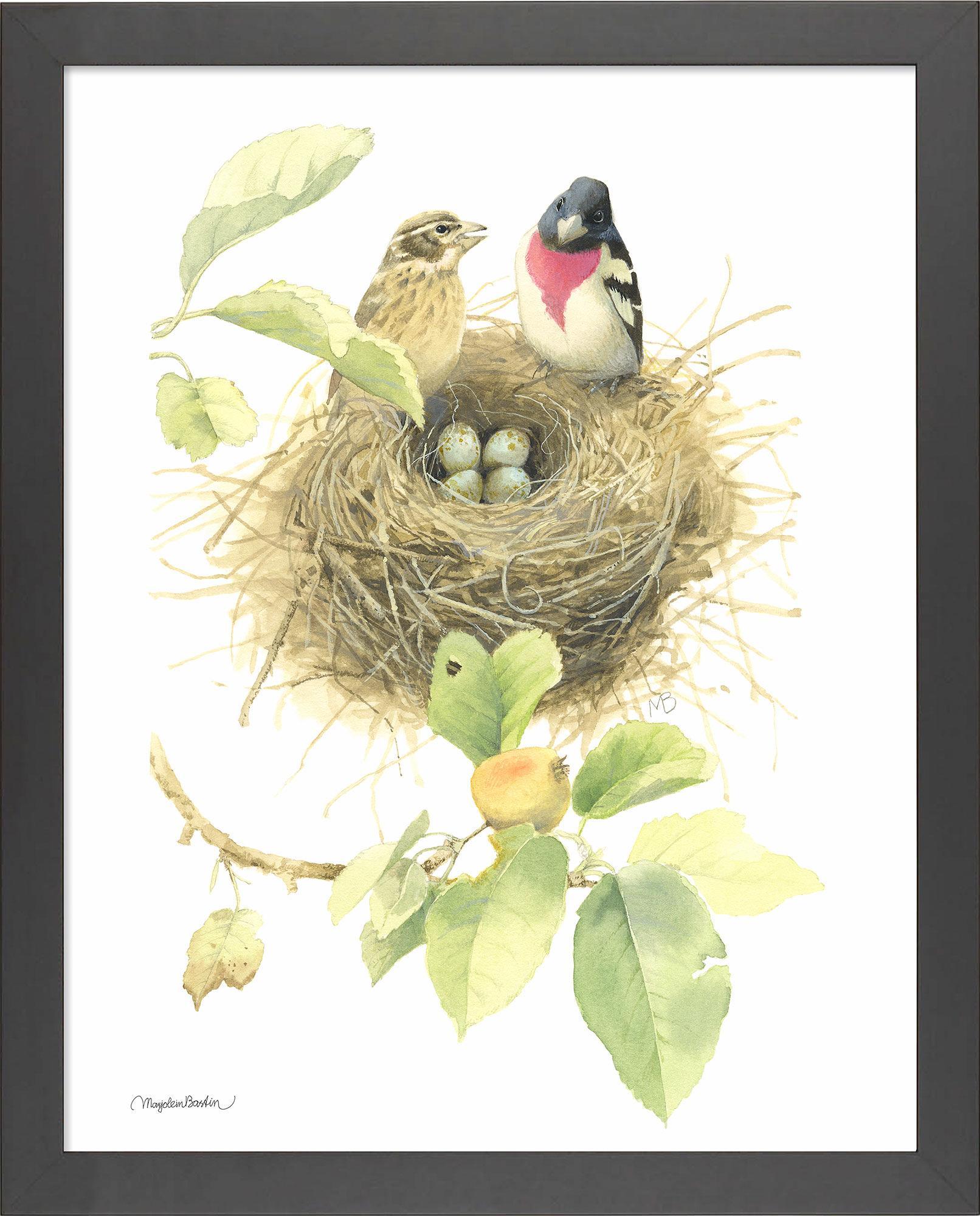 fd-startingfamilyrb-grosbeaks14x11-ap-blac-F058710026B.jpg