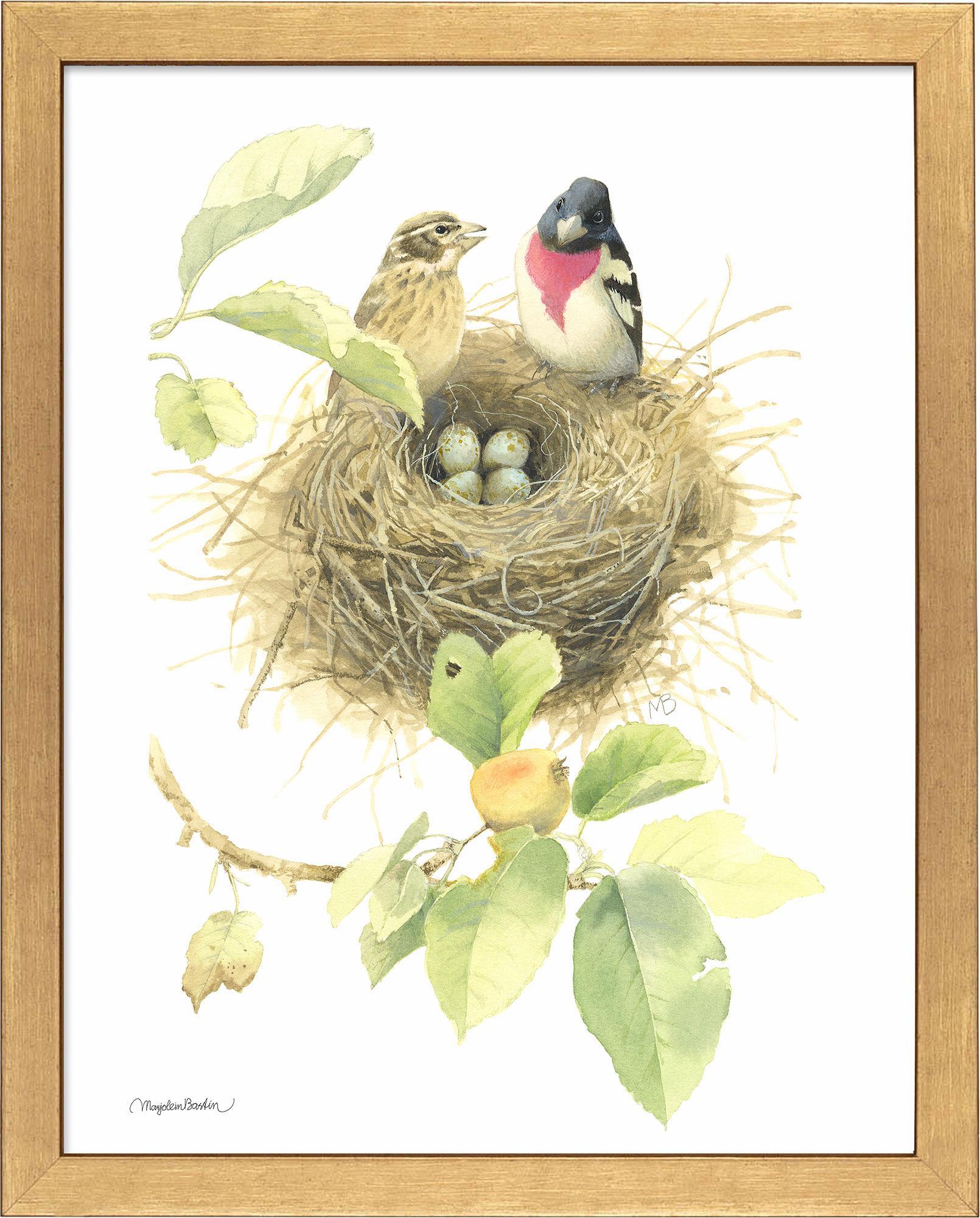 fd-startingfamilyrb-grosbeaks14x11-ap-gold-F058710026G.jpg