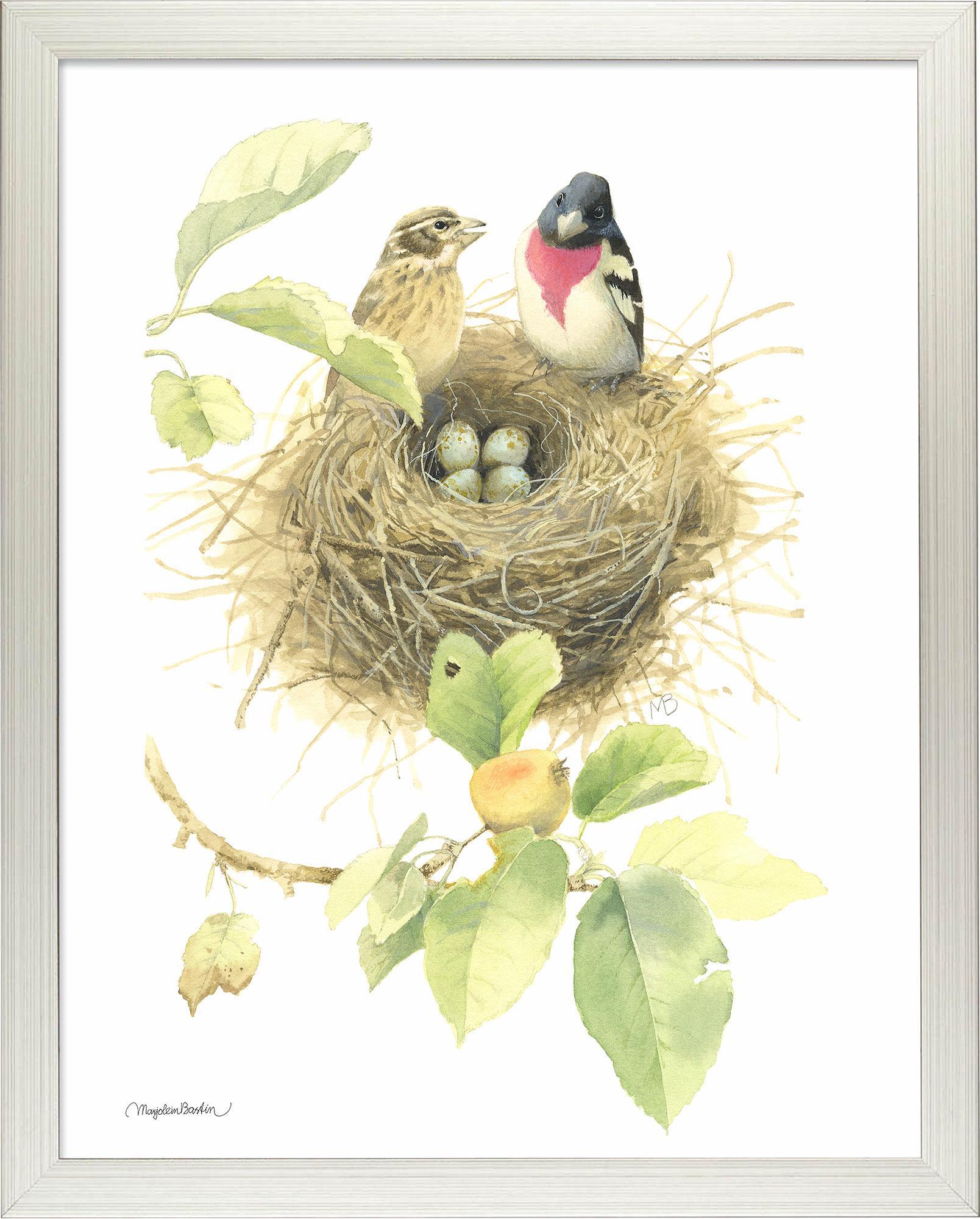 fd-startingfamilyrb-grosbeaks14x11-ap-silv-F058710026S.jpg