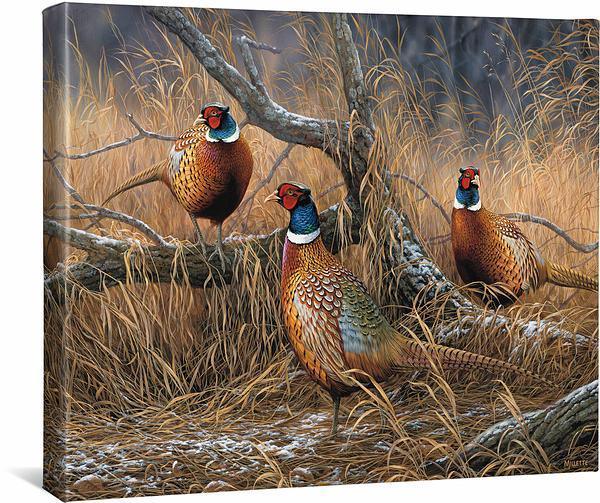 First Dusting - Pheasants - 16" x 20.5" Gallery Wrapped Canvas