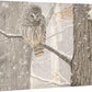First of December - Barred Owl - 13" x 18" Gallery Wrapped Canvas