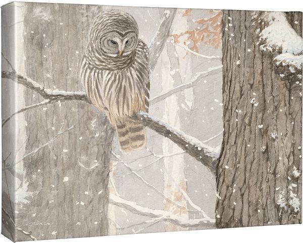 First of December - Barred Owl - 13" x 18" Gallery Wrapped Canvas