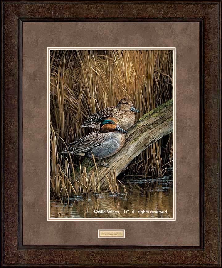 Backwaters - Green - Winged Teal - GNA Premium Print