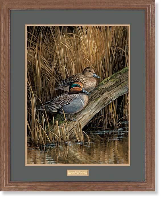 framed-ducks-art-print-backwaters-green-winged-teal-by-rosemary-millette-ELT1911505d_79dde64b-6c88-4a80-9aa7-1f93f1da9b60.jpg